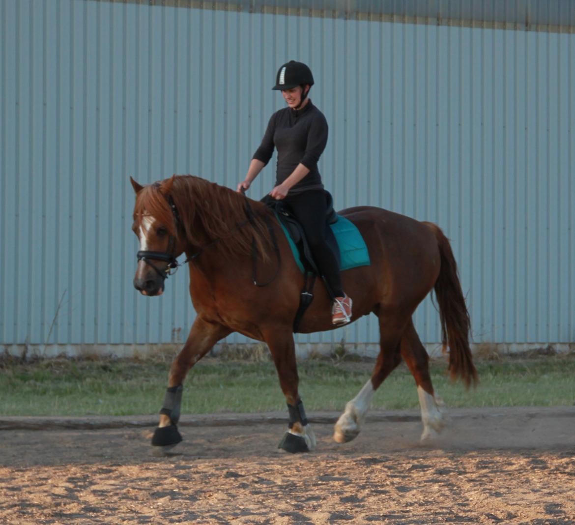 Welsh Cob (sec D) Valhallas Lord Matrafal - Matti en sen aften juli 2013 billede 19
