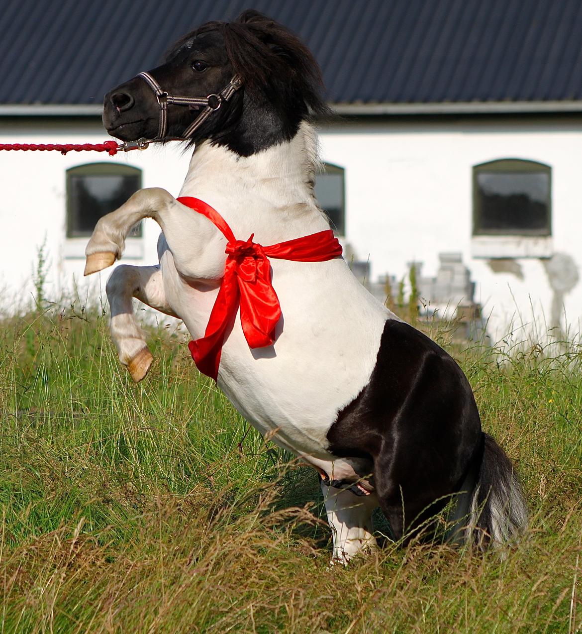 Miniature Magic Flash Back - 6 års billede 16