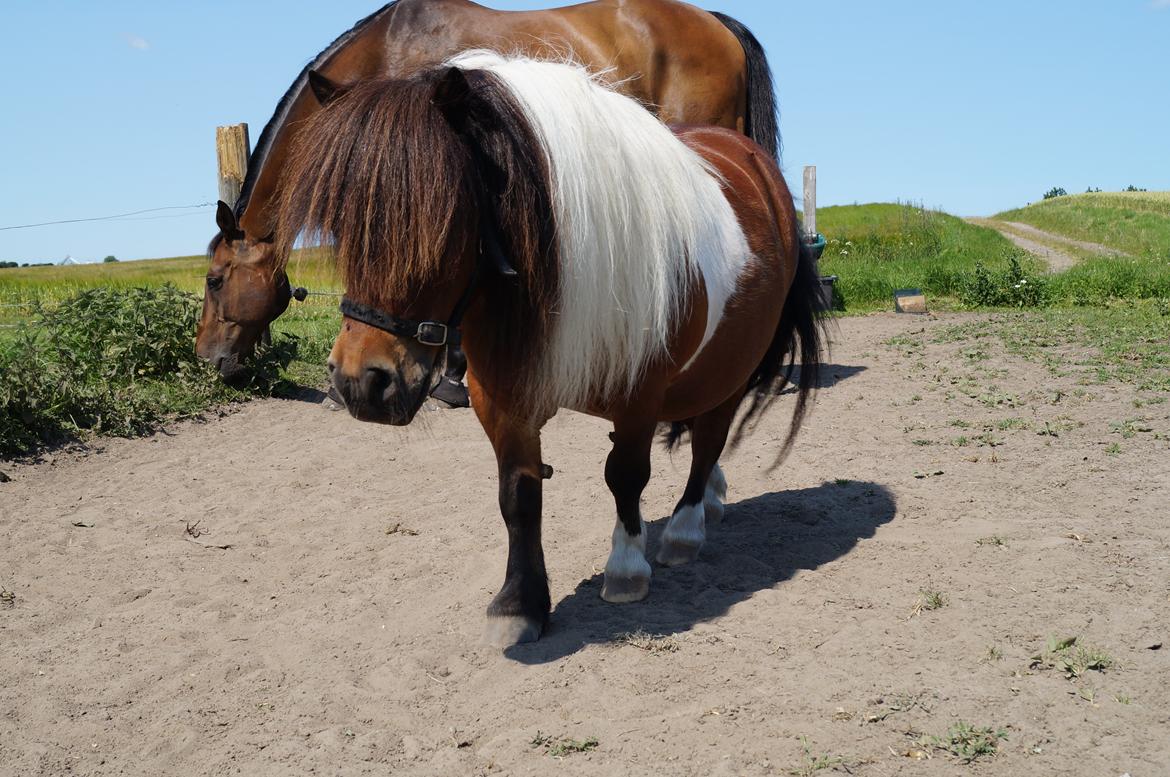 Shetlænder Jupiter  - Jupe og hans "lille" ven... :-P billede 12