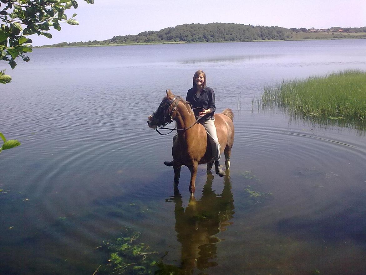 Anden særlig race Rosa billede 6