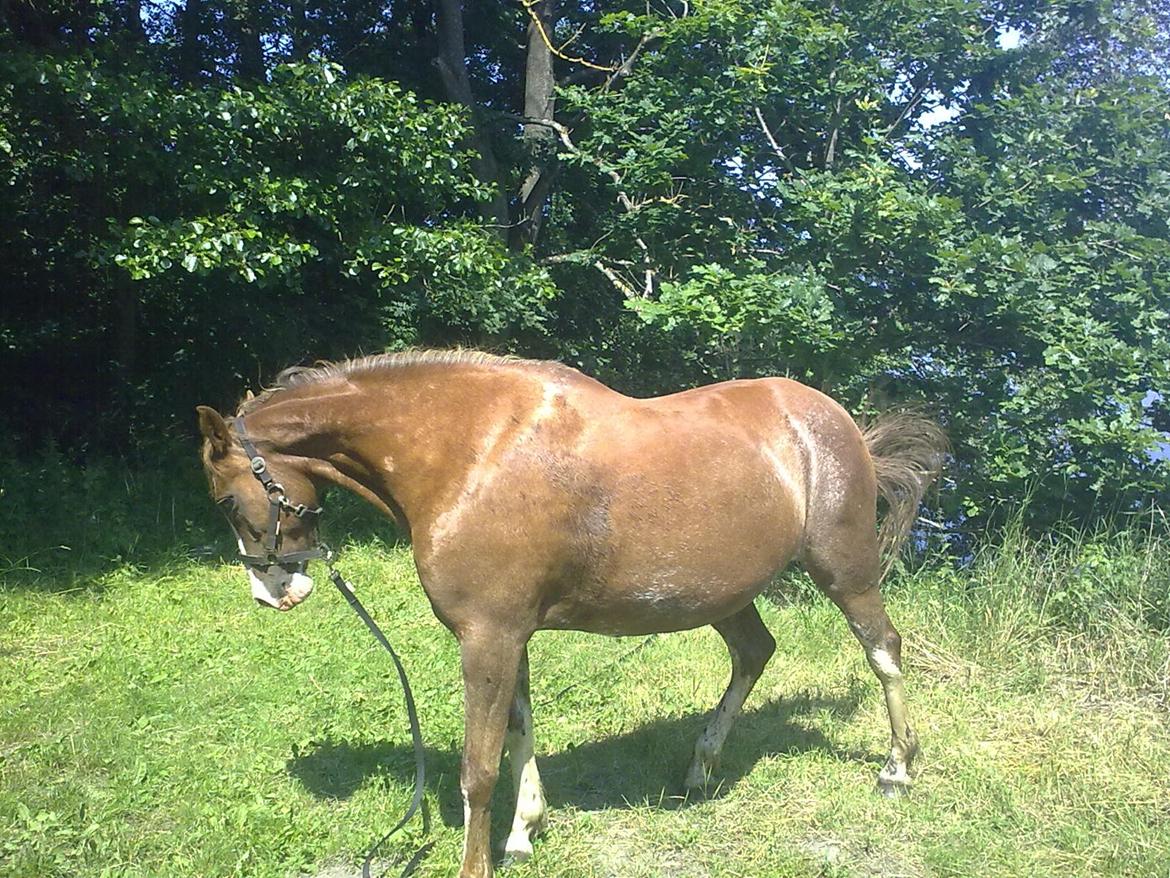 Anden særlig race Rosa billede 1