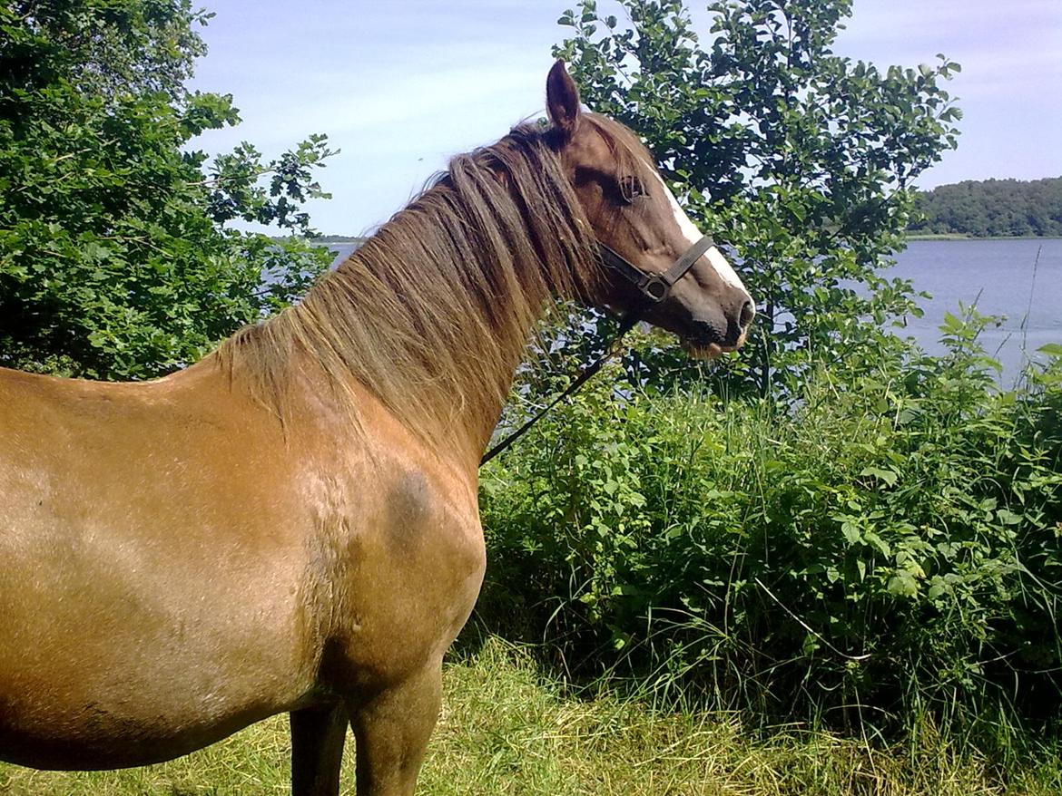 Anden særlig race Rosa billede 7