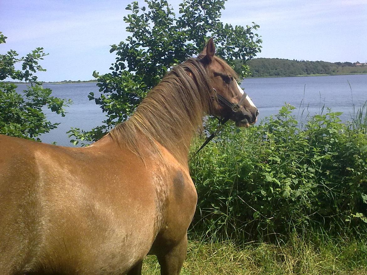 Anden særlig race Rosa billede 8
