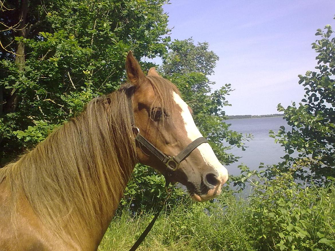 Anden særlig race Rosa billede 9