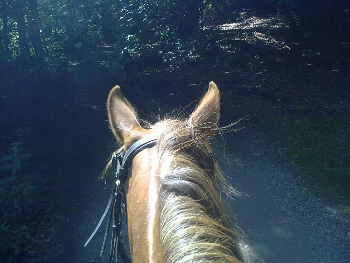 Anden særlig race Rosa billede 10