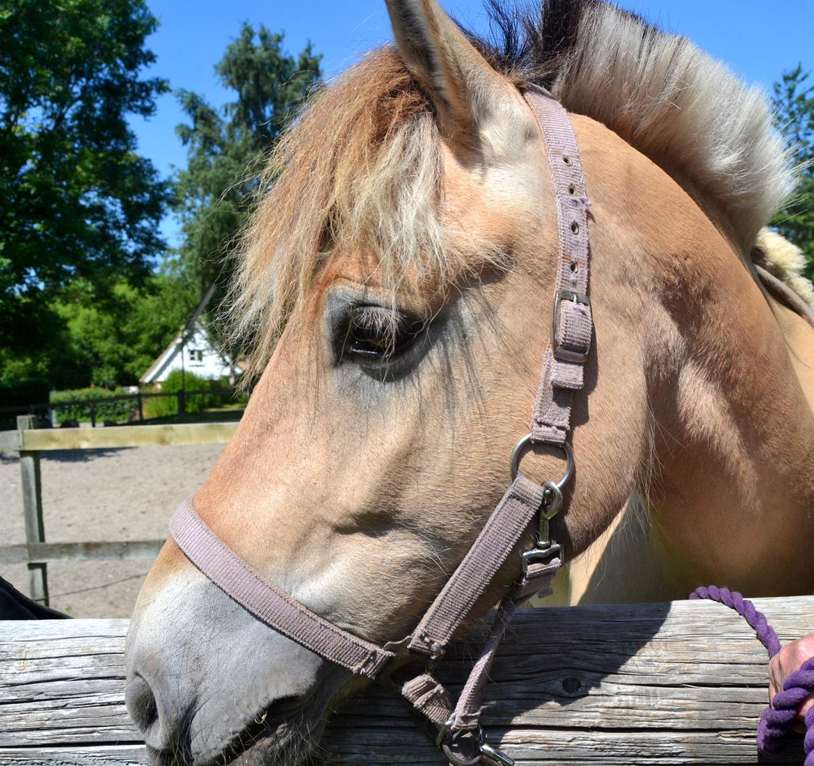 Fjordhest Elvis Killimanjaro - Den bedste<3 billede 8