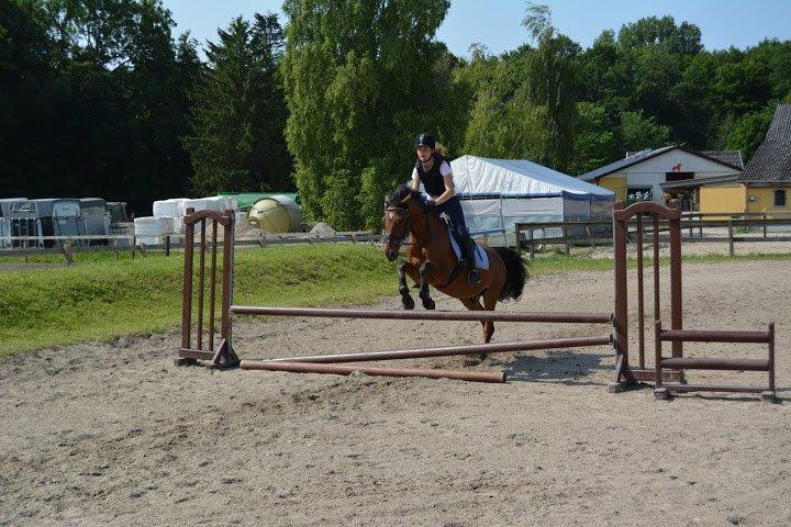 Anden særlig race Pinocchio - Springning på ridelejr 2013 :D billede 11