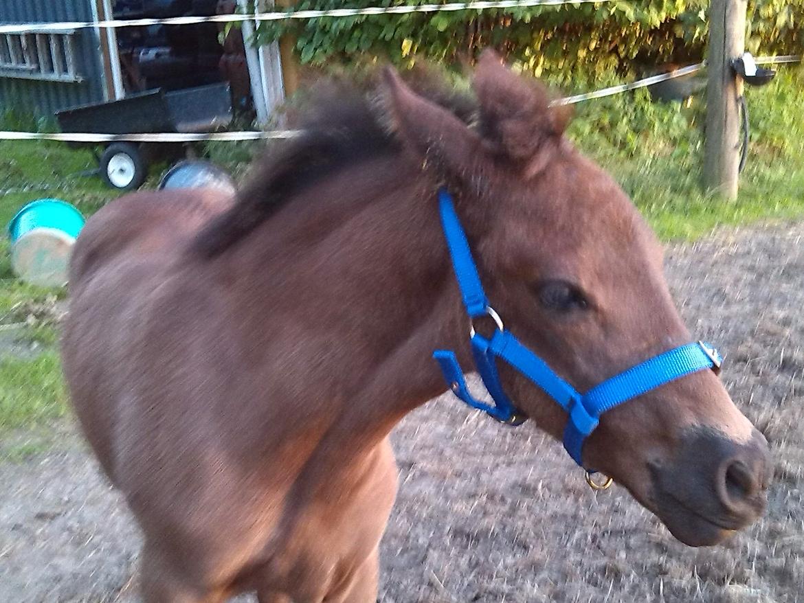 Anden særlig race Anomi billede 1