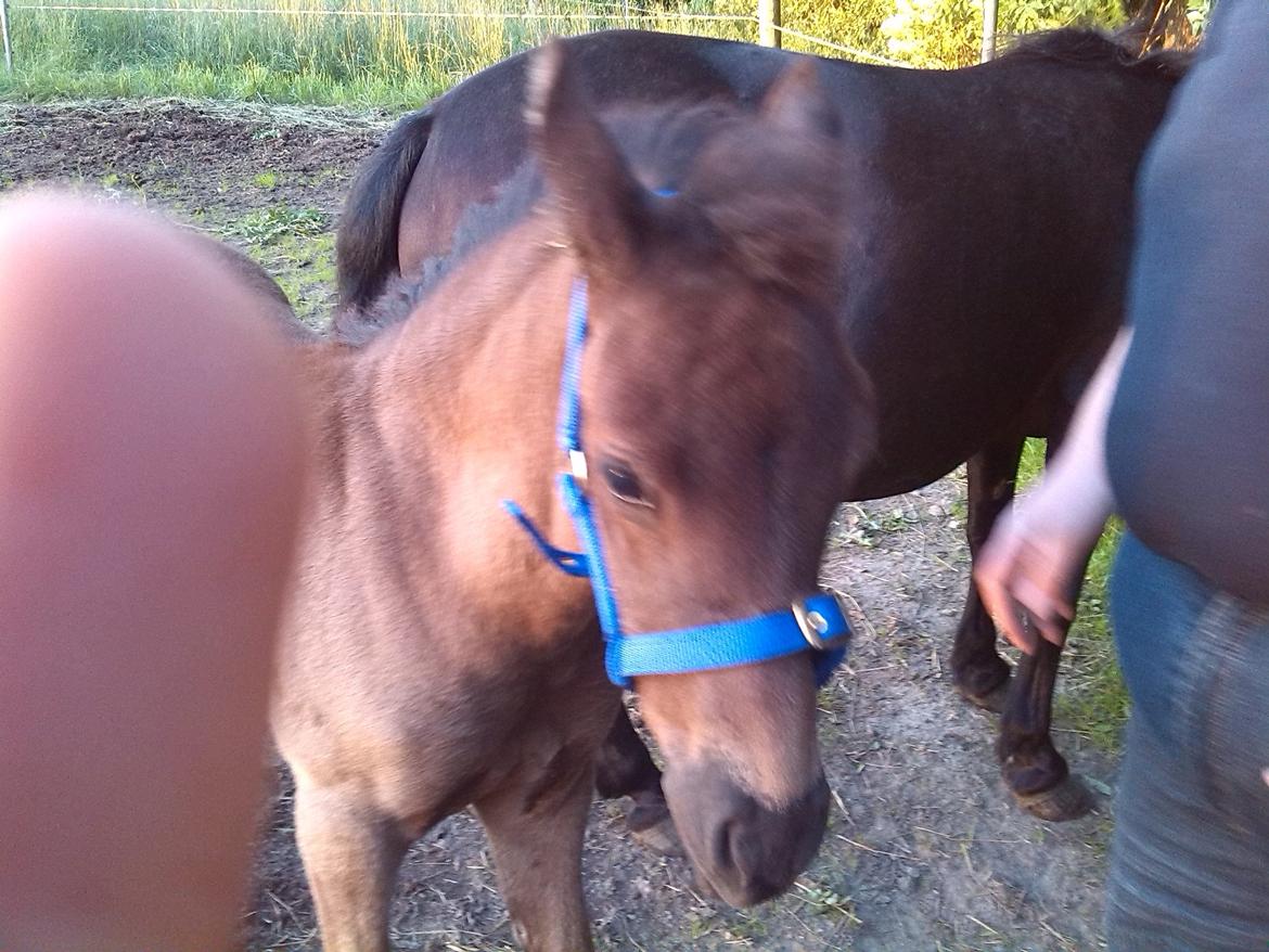 Anden særlig race Anomi billede 2