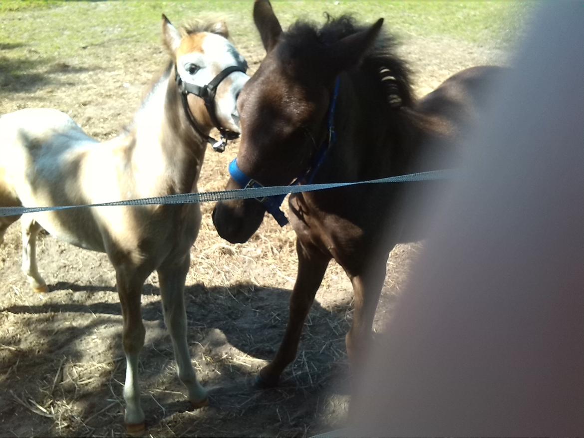 Anden særlig race Anomi billede 5