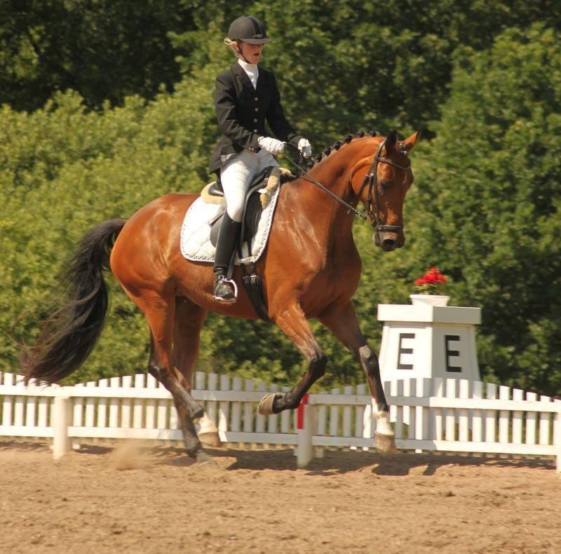 Dansk Varmblod Baunehøjens Florida - Distrikt mesterskaberne hold 2013. (Nr. 2) LA2 ti samlet 69,?% <3 billede 11