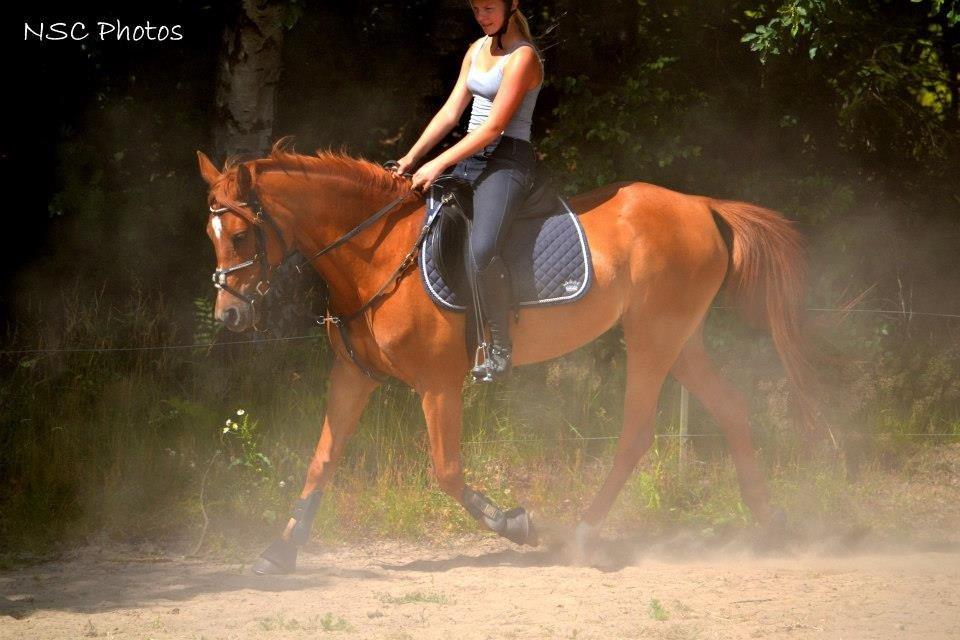 Anden særlig race Celina billede 13