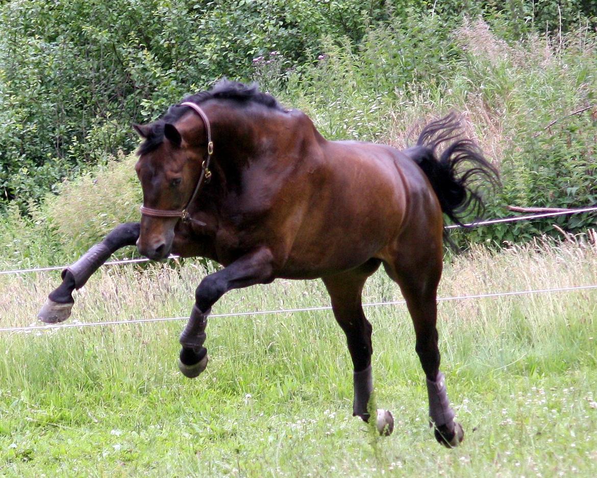 Westfaler Fernet D - A hest billede 19