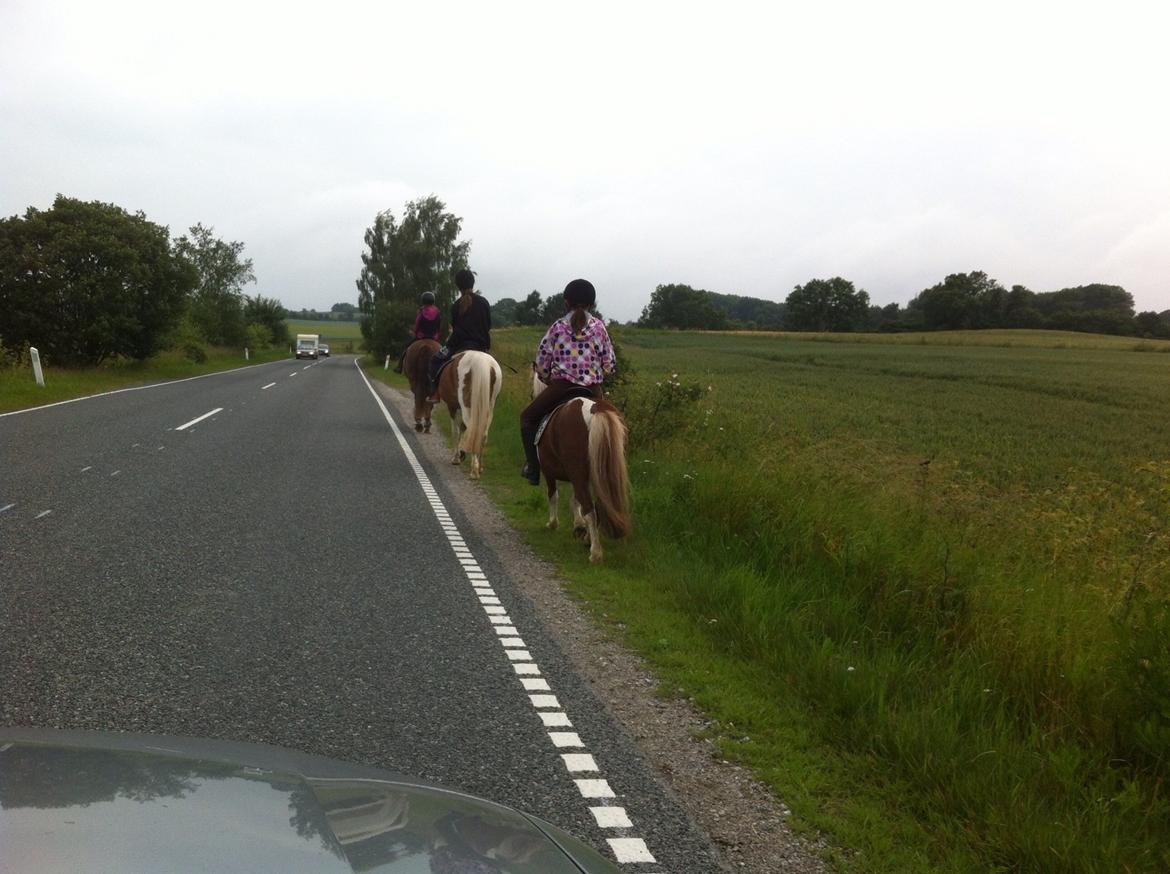 Shetlænder Hannibal - på tur hvor Mathilde ridder på ham. billede 4