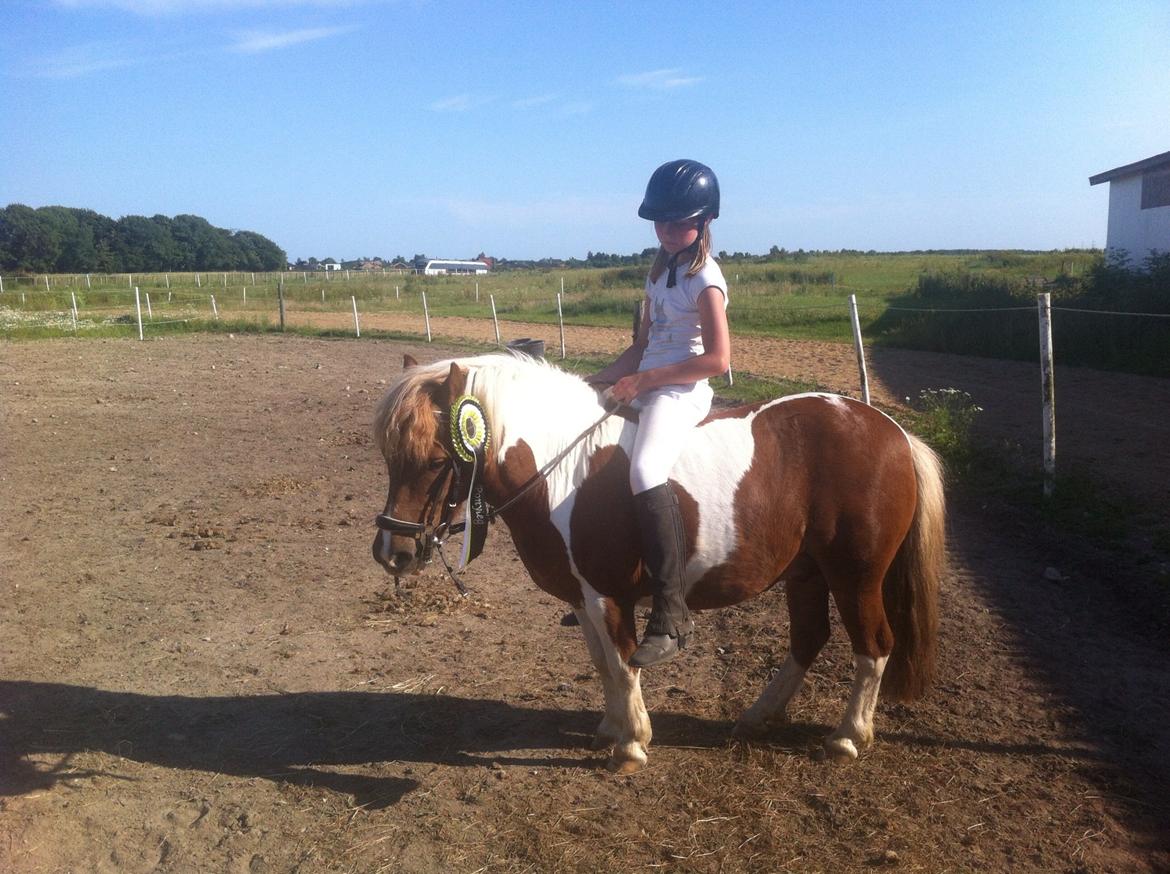 Shetlænder Hannibal - 1 plads til ponygames i Obstruplund, sommer 2013 billede 2