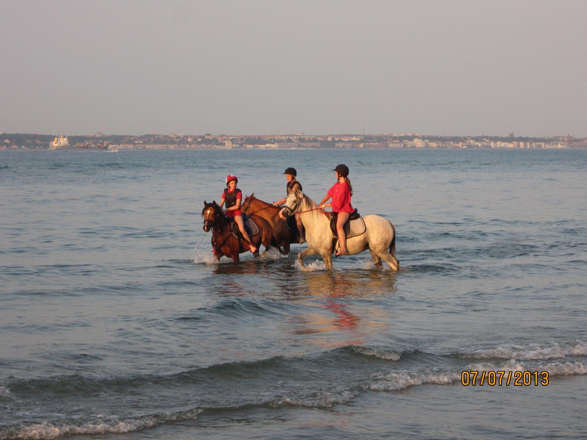 Anden særlig race Celina - I vandet for første gang med Celina :-) Foto: Martin. 7/7 2013 billede 22