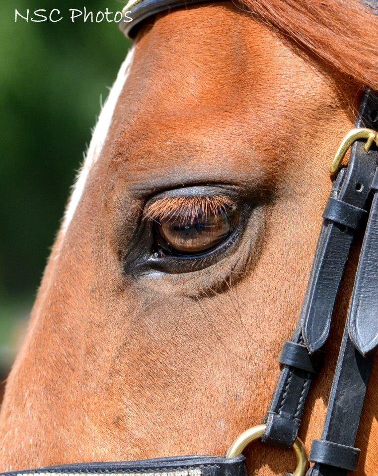 Anden særlig race Celina - Look into your horse eyes. They are the mirror to your soul <3 Foto: Natasha. 9/7 2013 billede 25