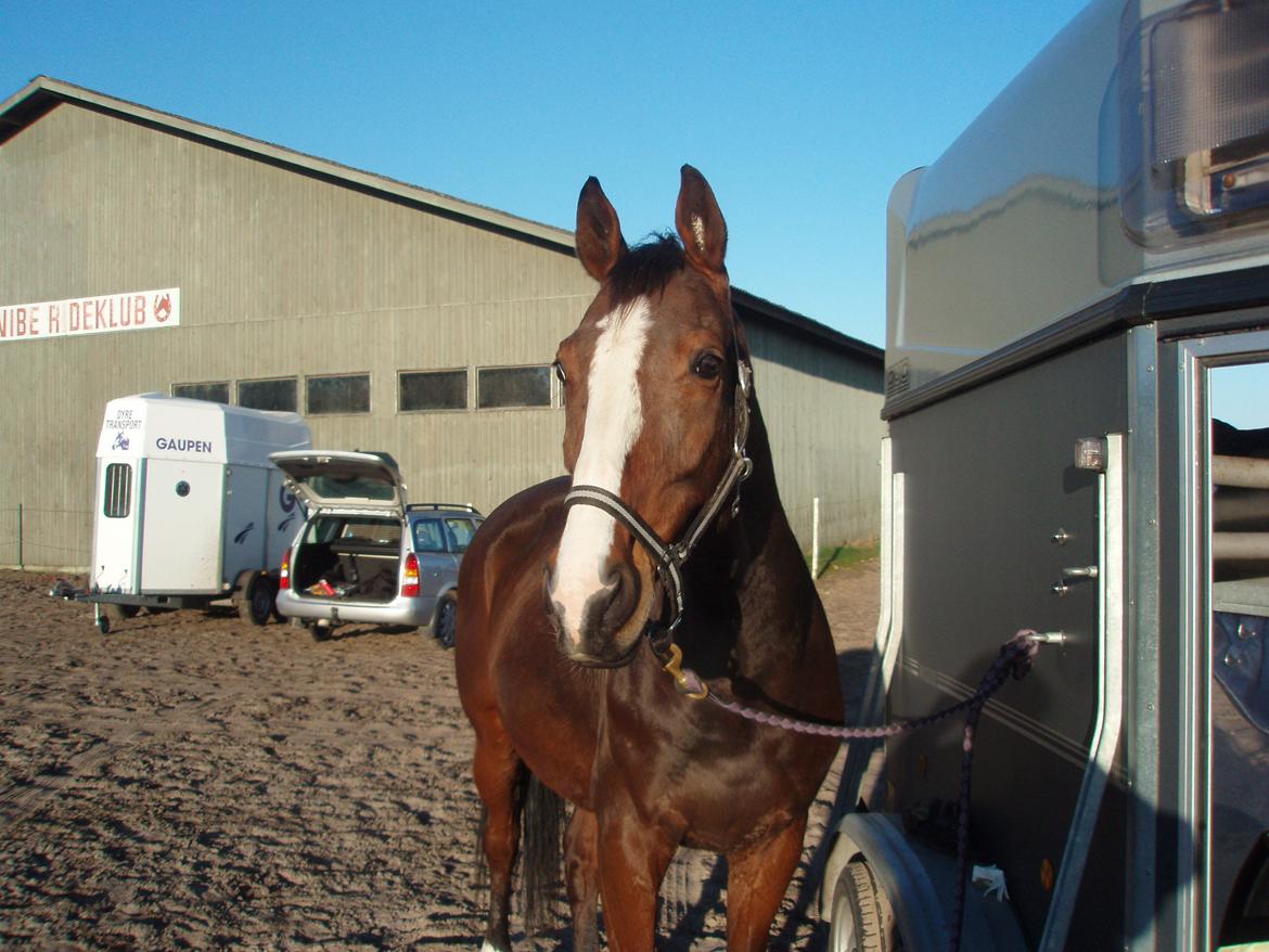 Anden særlig race Niko *Pops*Tøsedreng* - Efterår 08 - efter stævne Ü billede 25