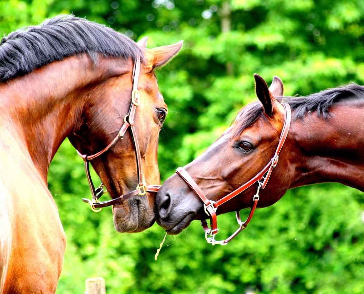 Tysk Oldenburger Darius  - Darius og Fernet siger HEJ billede 3