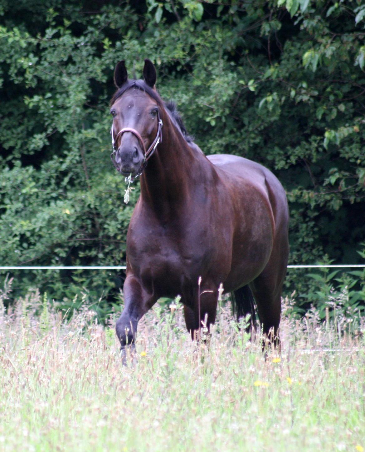 Tysk Oldenburger Darius  billede 4