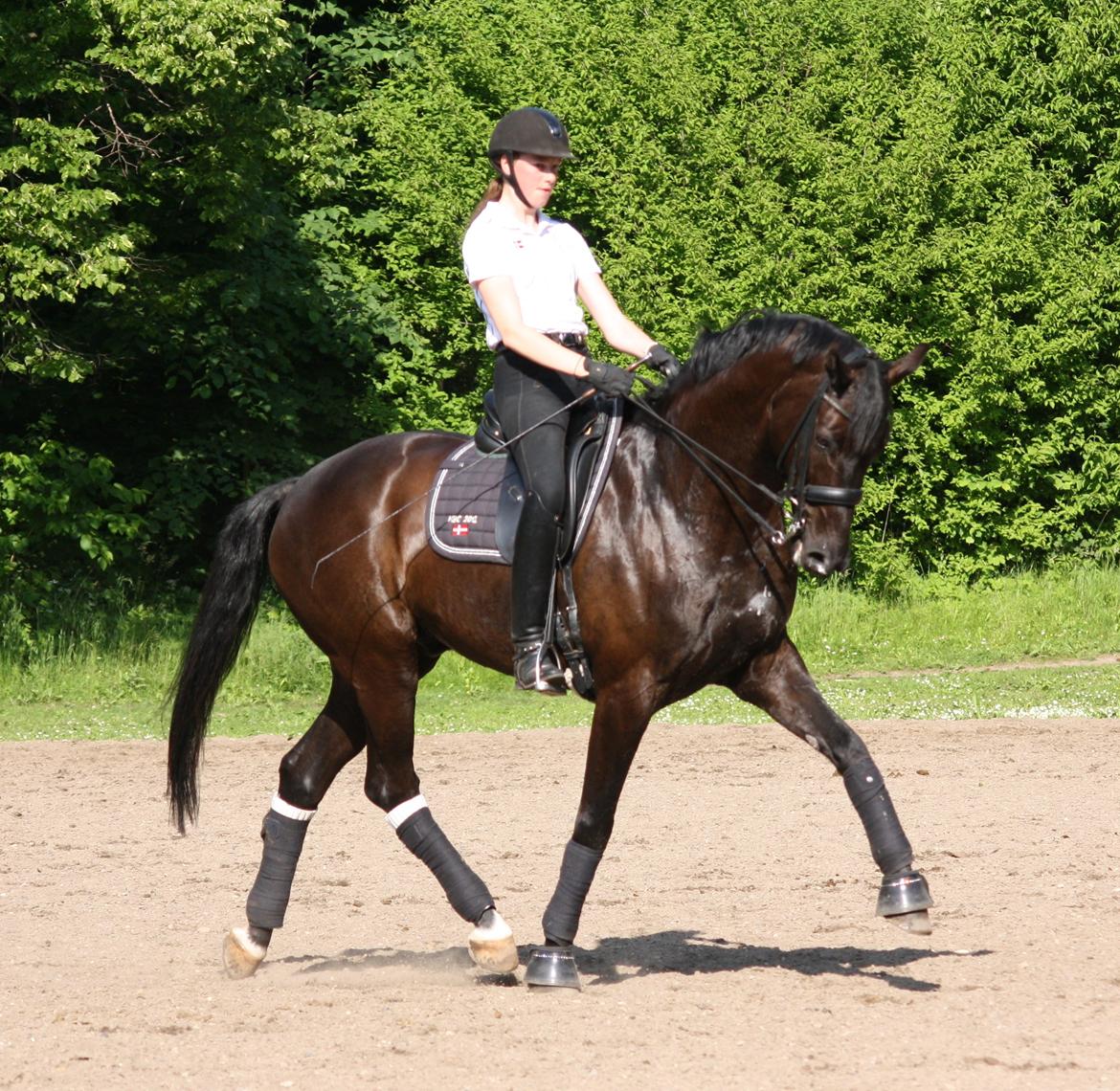 Tysk Oldenburger Darius  billede 5