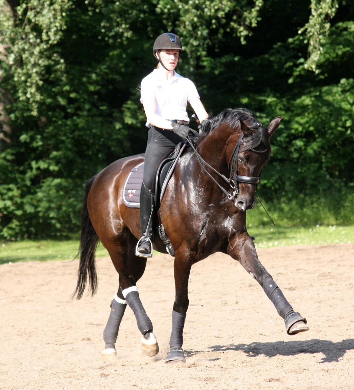 Tysk Oldenburger Darius  billede 2