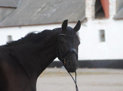 Tysk Oldenburger Darius  billede 7