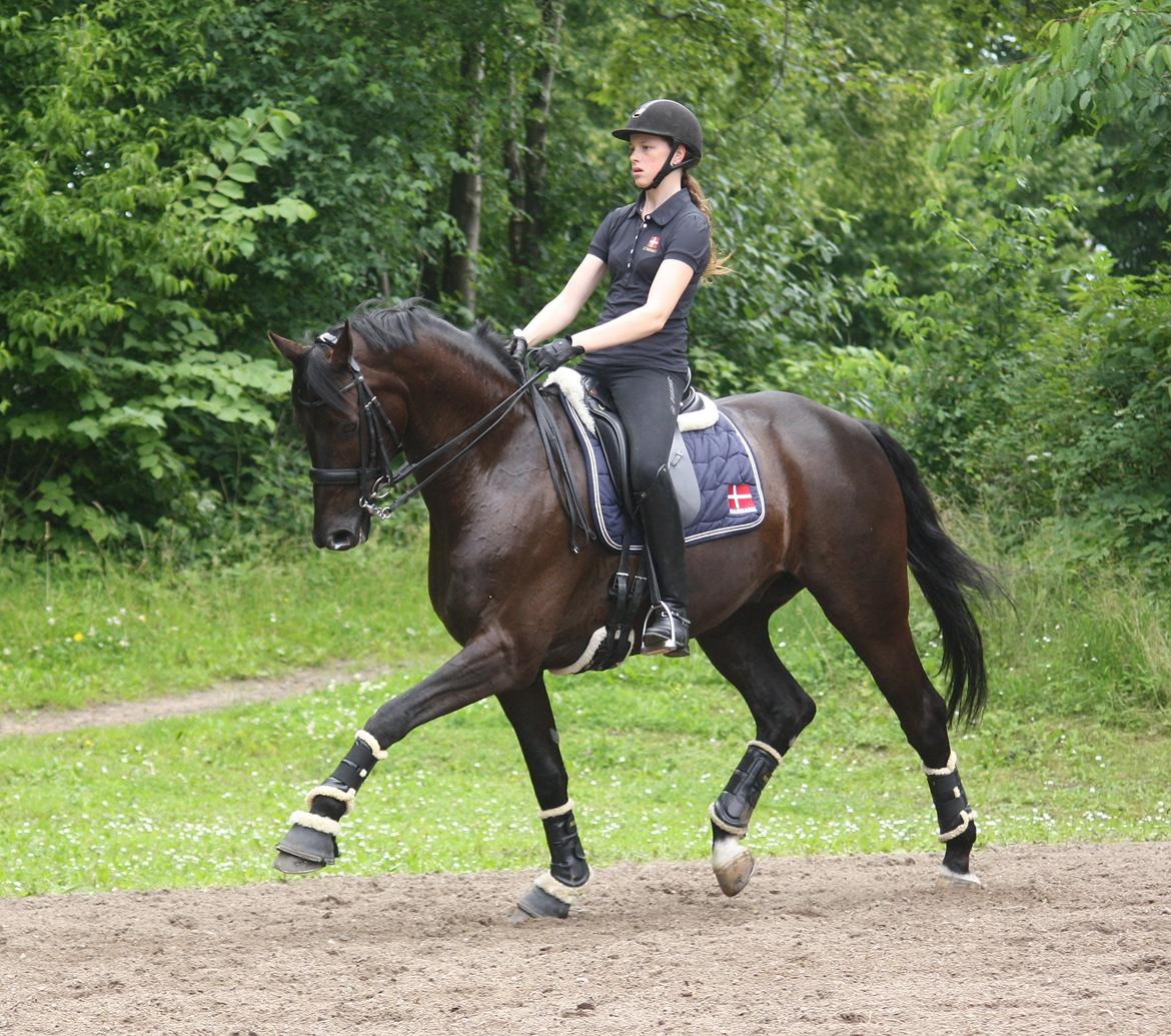Tysk Oldenburger Darius  billede 8