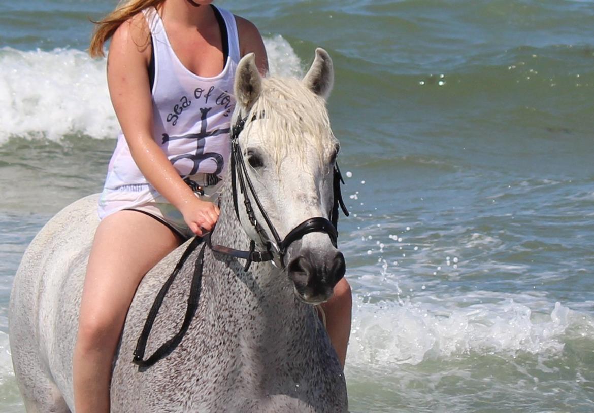 Connemara Kalle  - Stranden med Alberte og hestebasserne <3 billede 2