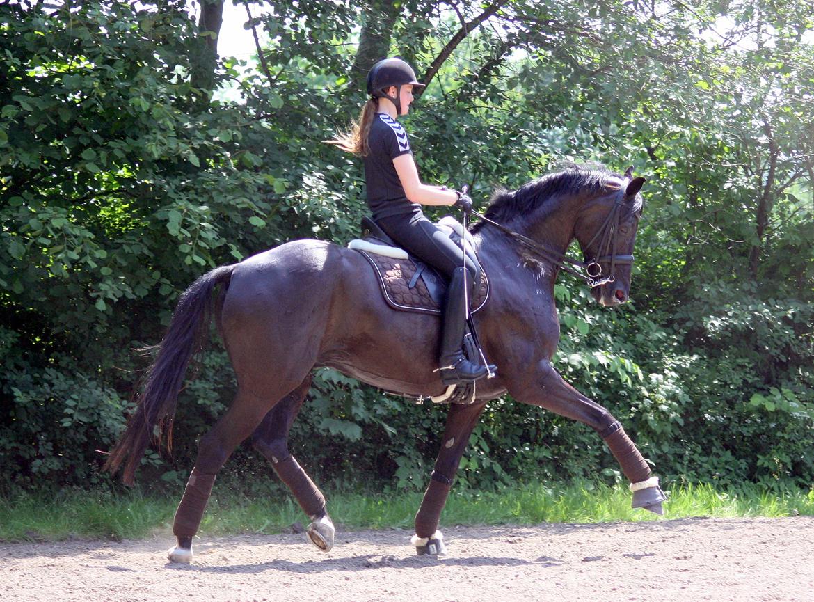 Tysk Oldenburger Darius  billede 10