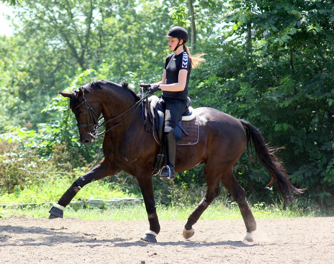 Tysk Oldenburger Darius  billede 11