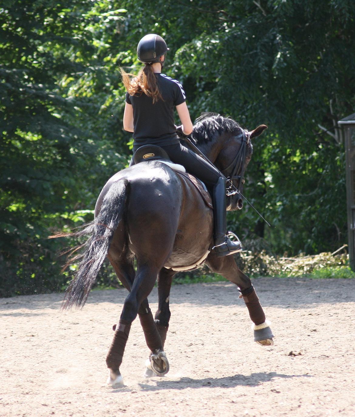 Tysk Oldenburger Darius  billede 12