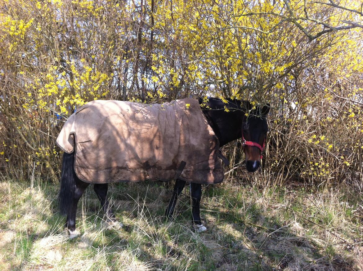 DSP Batman billede 15