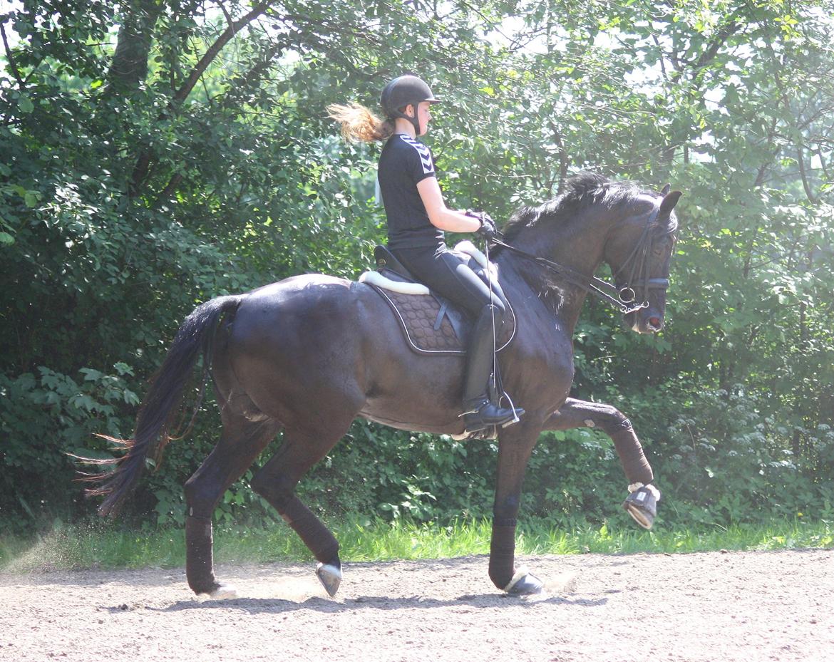 Tysk Oldenburger Darius  billede 13