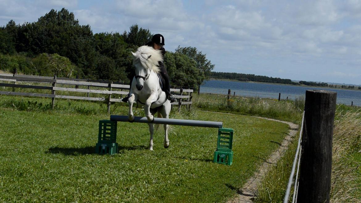 Islænder Jökull billede 15