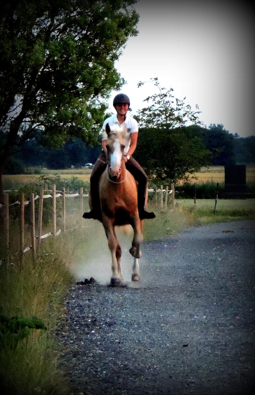 Palomino Axell's Fleetwood billede 20