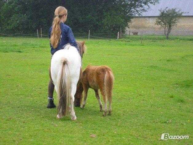 Shetlænder Chessy =]<33 - Sammen kan vi alt.:* billede 18