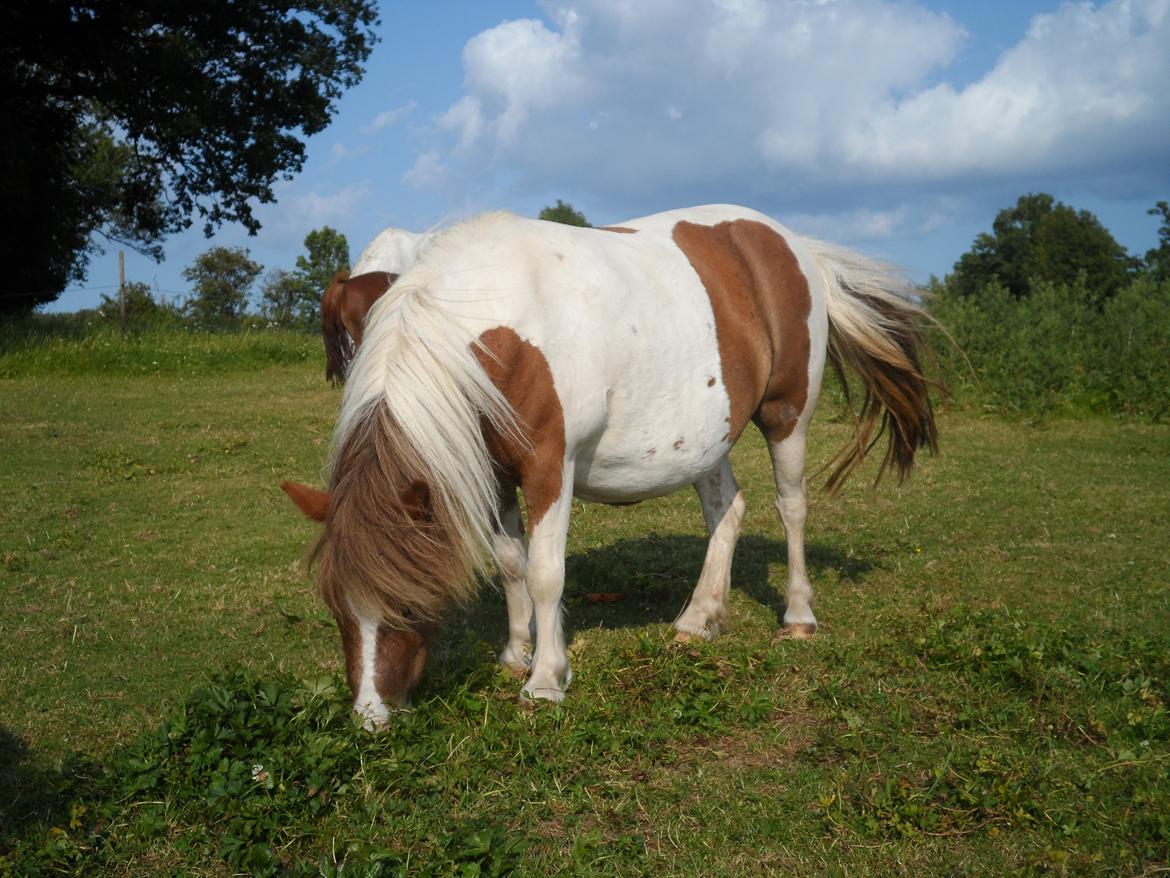 Shetlænder Chessy =]<33 - Velkommen til Chessys profil<3 håber du ligger en kommentar & bedømmelse =] billede 1