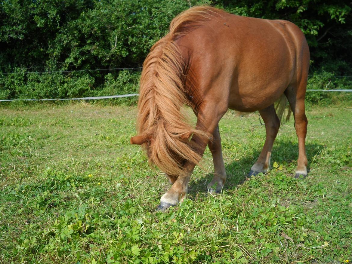 Shetl&#230;nder Chico&lt;3 - Sommer 2013 billede 22