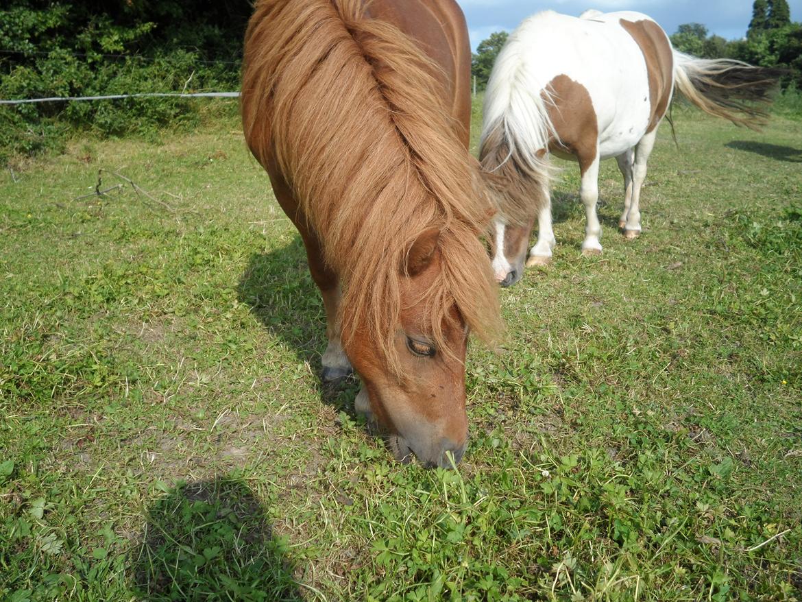 Shetl&#230;nder Chico&lt;3 - Sommer 2013 billede 23