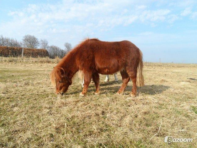 Shetl&#230;nder Chico&lt;3 - For&#229;r 2013 billede 21