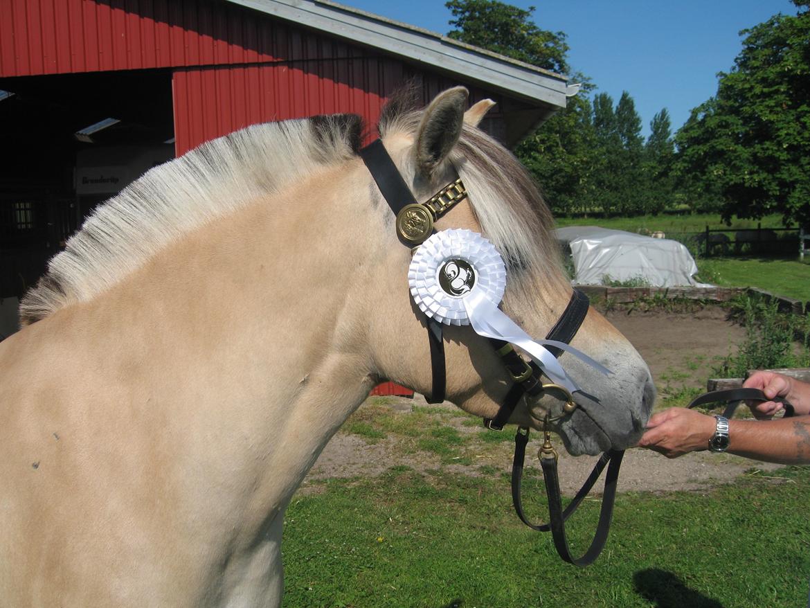 Fjordhest Merle Vårby # Solgt billede 17