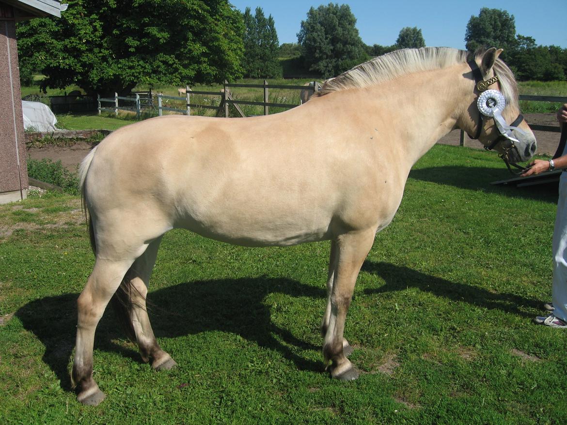 Fjordhest Merle Vårby # Solgt billede 18