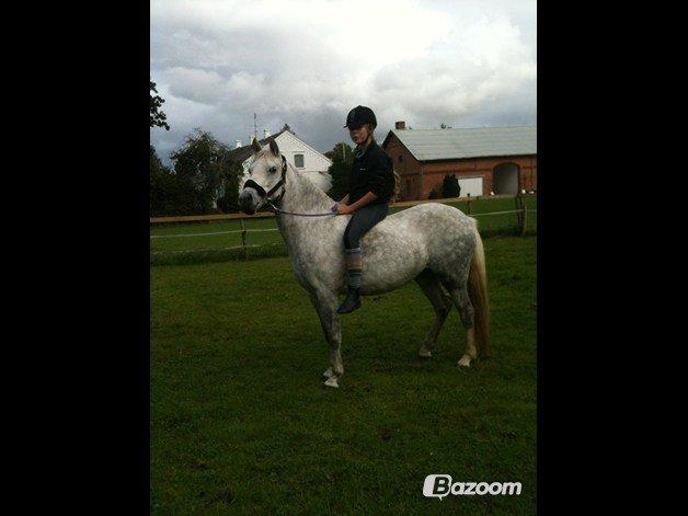 Welsh Partbred (Sec F) Klintholms Miss Shania - En af de første dage Shania var hos os. billede 3