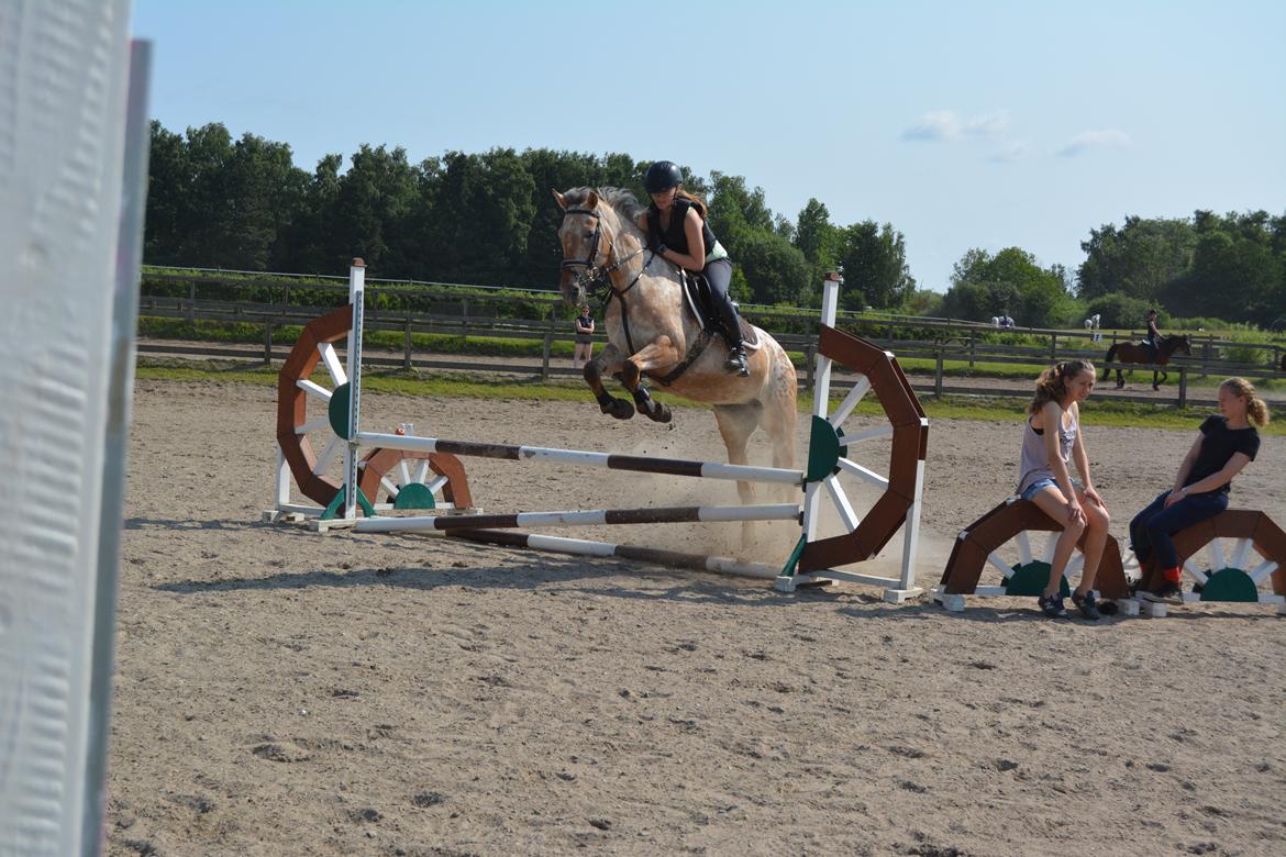 Anden særlig race Little Kahlua billede 11