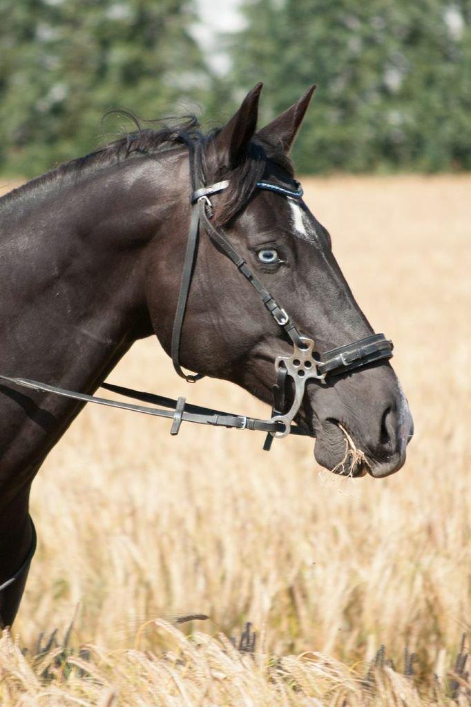 Anden særlig race Zizanie - tidligere passer - Foto: Katja Højland Kjer billede 1