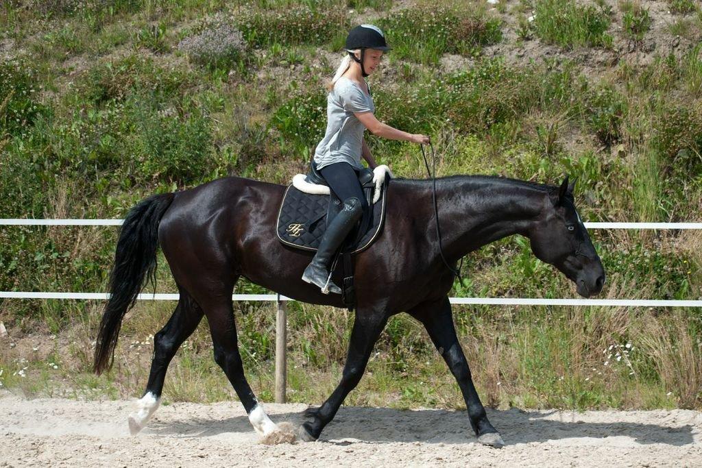 Anden særlig race Zizanie - tidligere passer - Foto: Katja Højland Kjer billede 3