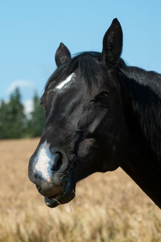 Anden særlig race Zizanie - tidligere passer - Foto: Katja Højland Kjer billede 16