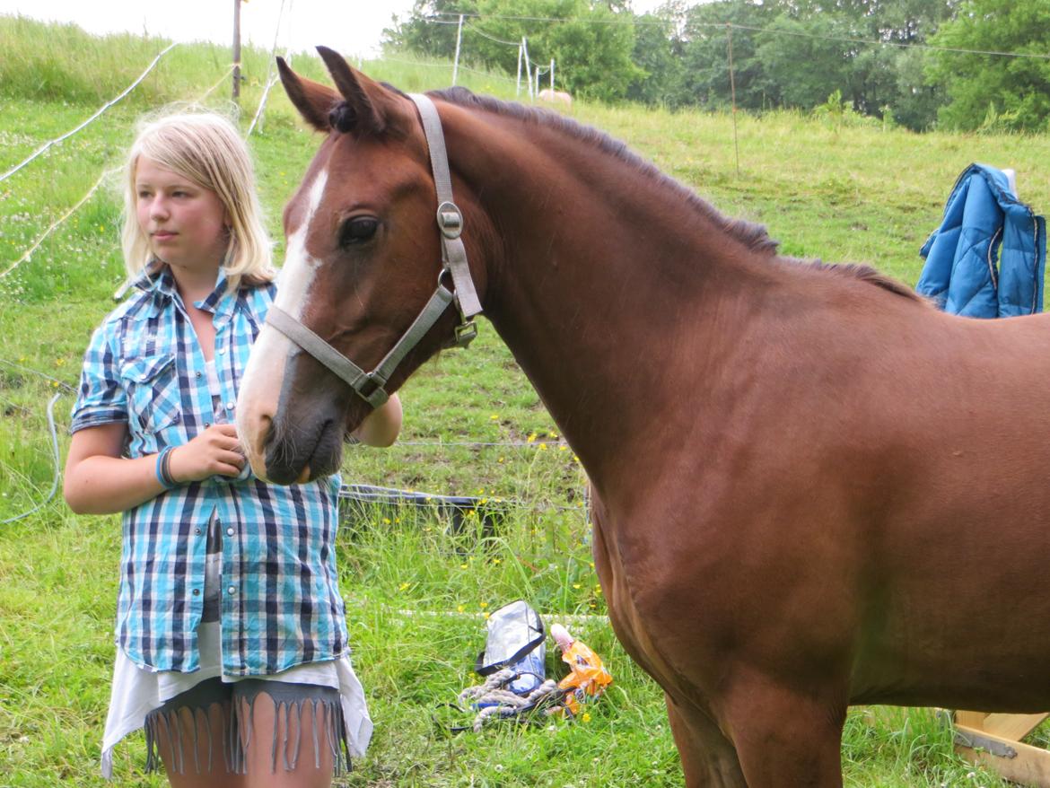 Welsh Pony (sec B) Asti - så har jeg lige gjort lidt x-tra ud af ham billede 7