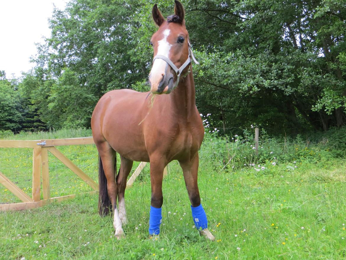 Welsh Pony (sec B) Asti - så har jeg lige gjort lidt x-tra ud af ham billede 8